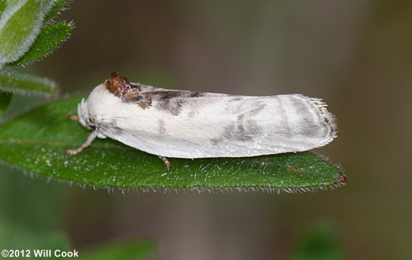 Antaeotricha leucillana - Pale Gray Bird-dropping Moth