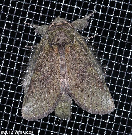 Heterocampa guttivitta - Saddled Prominent