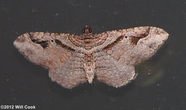 Costaconvexa centrostrigaria - Bent-line Carpet