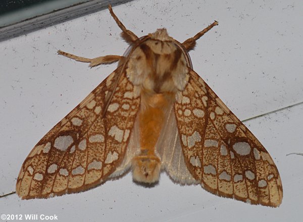 Lophocampa caryae - Hickory Tussock Moth