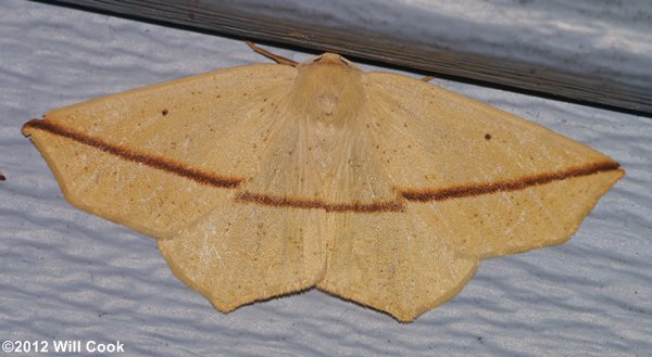 Tetracis crocallata - Yellow Slant-Line