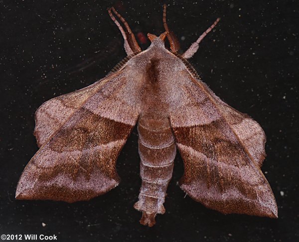 Walnut Sphinx (Amorpha juglandis)