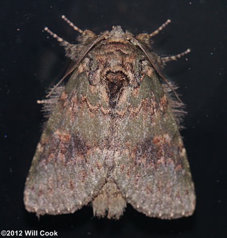 Heterocampa biundata - Wavy-lined Heterocampa