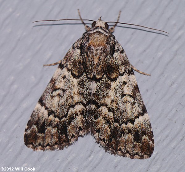 Allotria elonympha - False Underwing