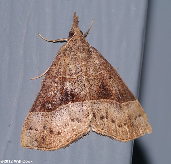 Hypena deceptalis - Deceptive Snout