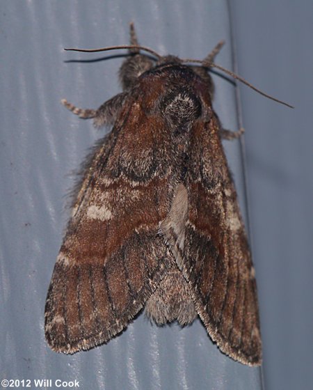 Peridea ferruginea - Chocolate Prominent