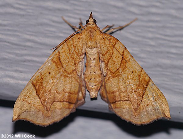 Eulithis gracilineata - Greater Grapevine Looper