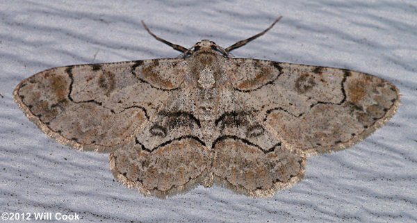 Iridopsis larvaria - Bent-line Gray