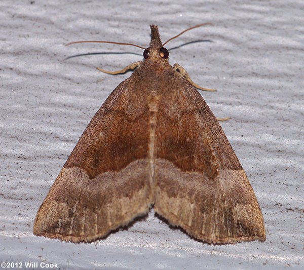 Hypena madefactalis - Gray-edged Snout