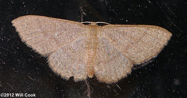 Pleuroprucha insulsaria - Common Tan Wave