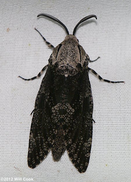 Prionoxystus robiniae - Carpenterworm Moth