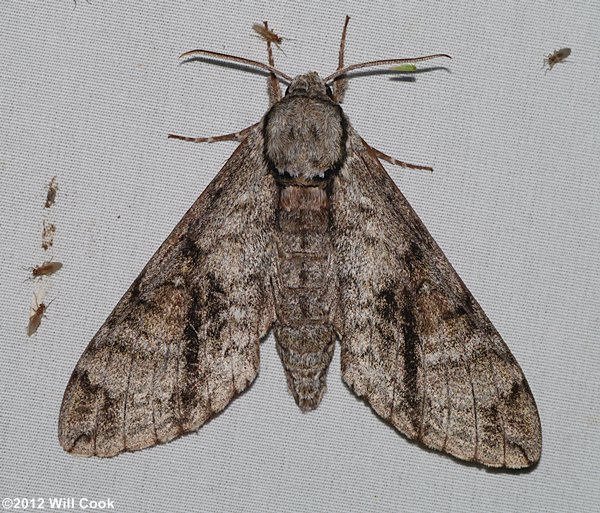 Manduca jasminearum - Ash Sphinx