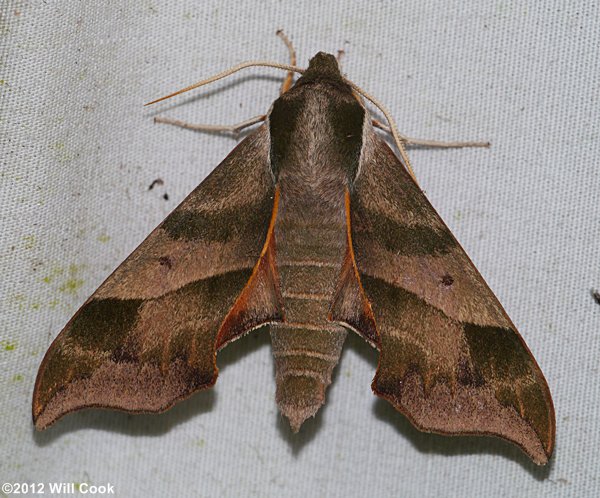 Darapsa myron - Virginia Creeper Sphinx