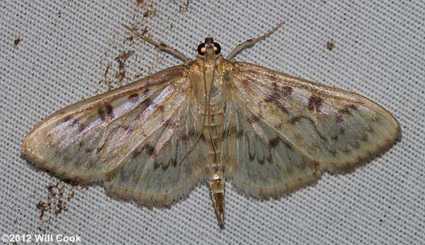 Herpetogramma pertextalis - Bold-feathered Grass Moth