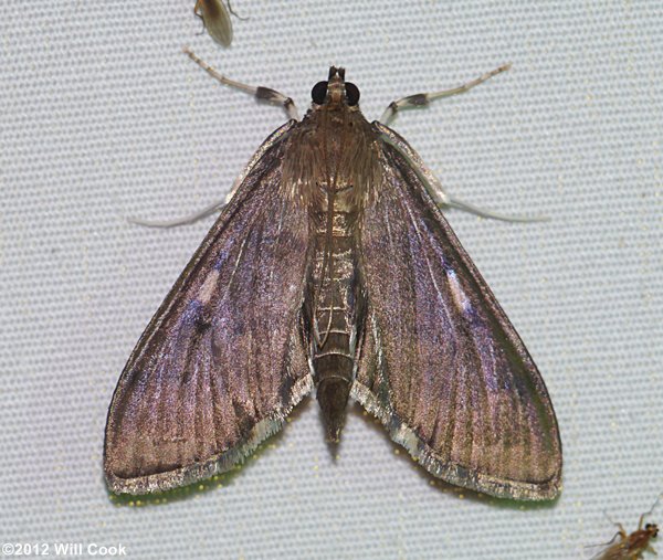 Herpetogramma sphingealis