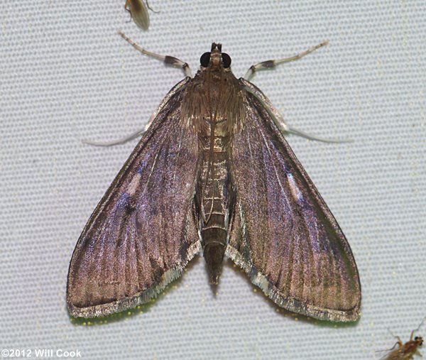 Herpetogramma sphingealis