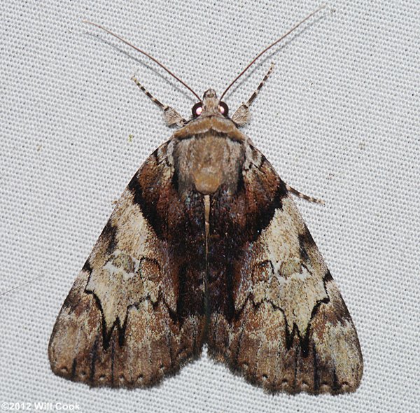 Catocala blandula - Charming Underwing