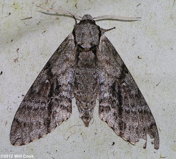 Manduca jasminearum - Ash Sphinx