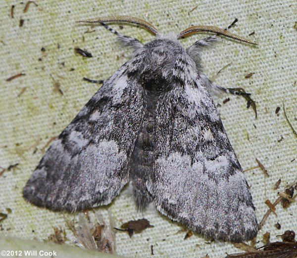 Colocasia propinquilinea - Closebanded Yellowhorn Moth