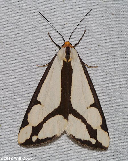 Haploa lecontei - Leconte's Haploa Moth