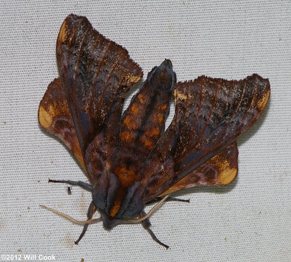 Small-eyed Sphinx (Paonias myops)