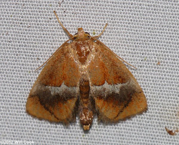 Lithacodes fasciola - Yellow-shouldered Slug Moth