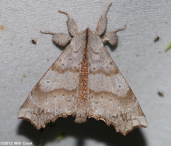 Olceclostera angelica - The Angel