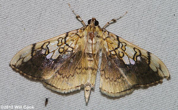 Pantographa limata - Basswood Leafroller