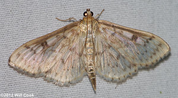 Herpetogramma pertextalis - Bold-feathered Grass Moth