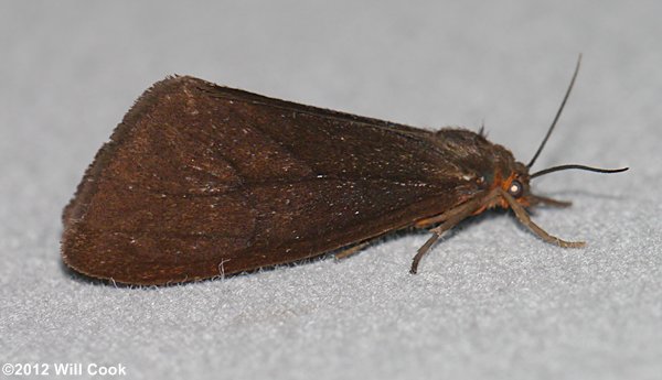 Virbia opella - Tawny Holomelina