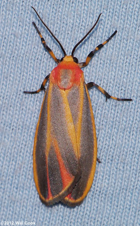 Hypoprepia fucosa - Painted Lichen Moth