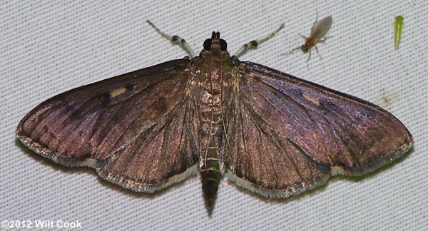 Herpetogramma sphingealis