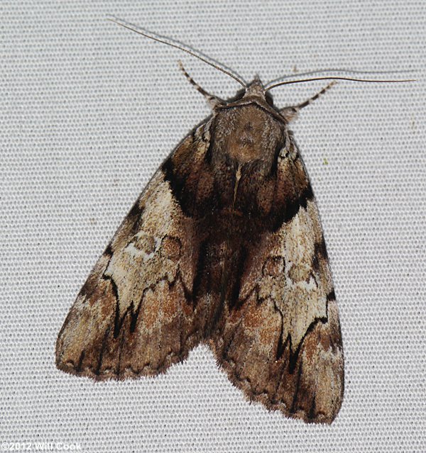 Catocala blandula - Charming Underwing