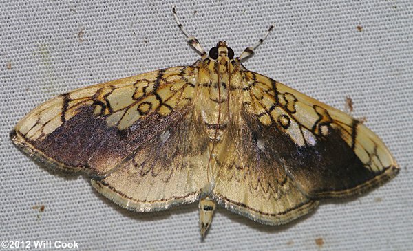 Pantographa limata - Basswood Leafroller