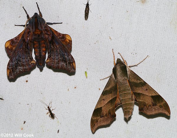 Darapsa myron - Virginia Creeper Sphinx