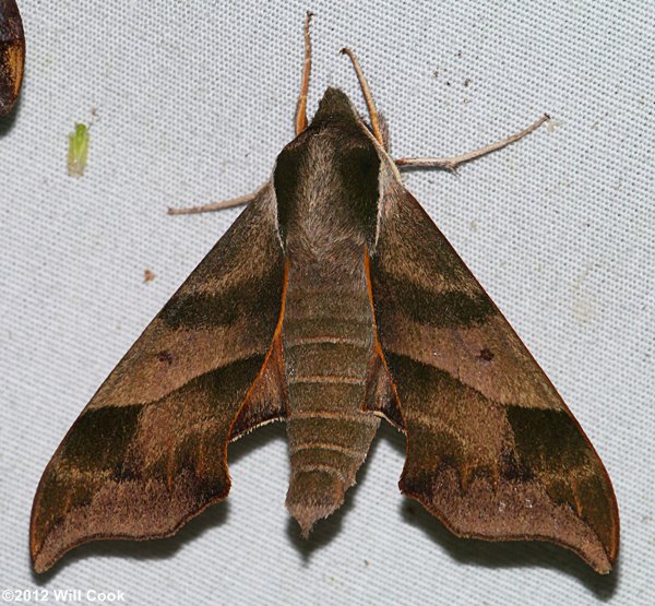 Darapsa myron - Virginia Creeper Sphinx