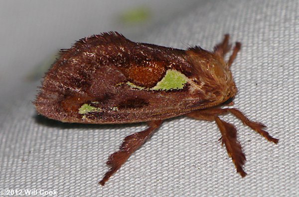 Euclea delphinii - Spiny Oak-Slug