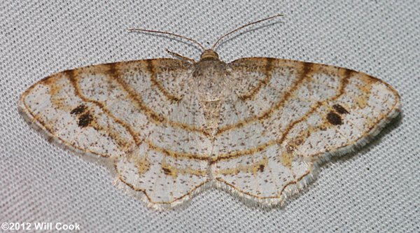 Trigrammia quadrinotaria - Four-spotted Angle