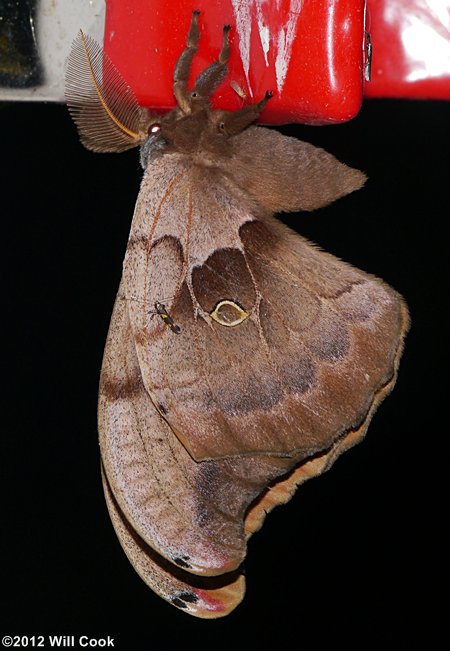 Polyphemus Moth (Antheraea polyphemus)