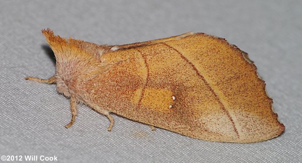 Nadata gibbosa - White-dotted Prominent