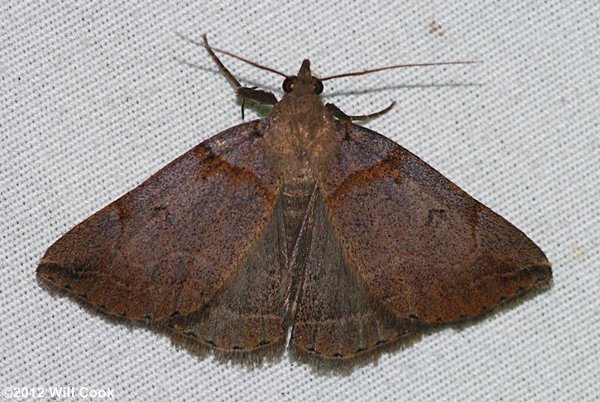 Zanclognatha laevigata - Variable Zanclognatha