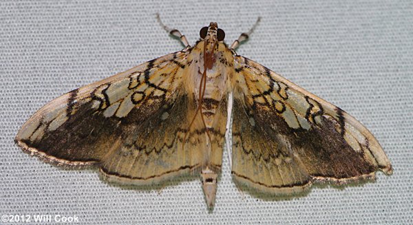 Pantographa limata - Basswood Leafroller