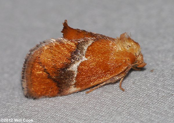 Lithacodes fasciola - Yellow-shouldered Slug Moth