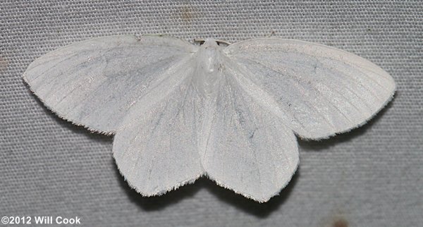 Eugonobapta nivosaria - Snowy Geometer