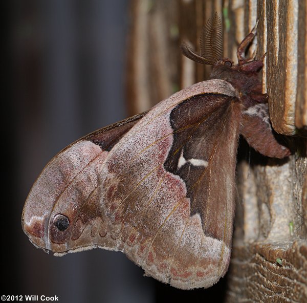 Tulip-tree Silkmoth (Callosamia angulifera)