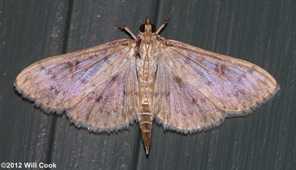 Herpetogramma pertextalis - Bold-feathered Grass Moth