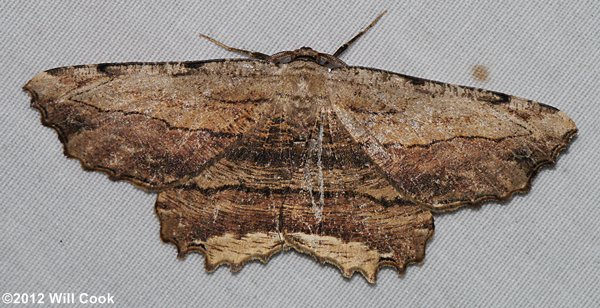 Lytrosis unitaria - Common Lytrosis