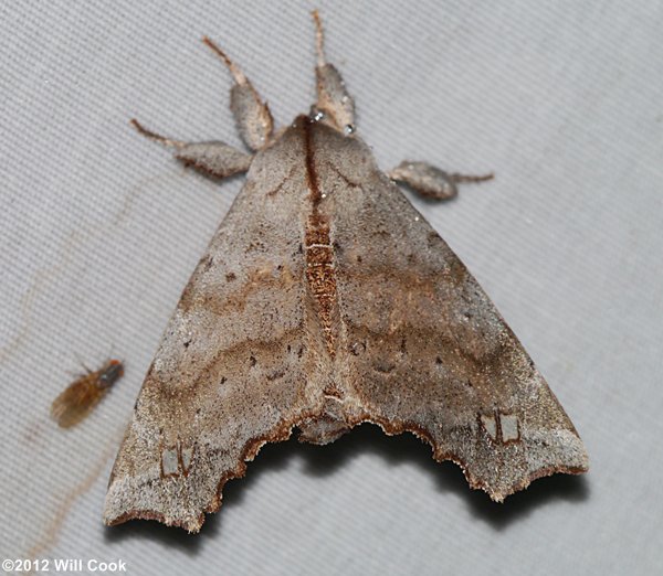 Olceclostera angelica - The Angel