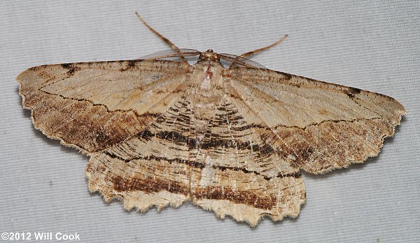 Lytrosis unitaria - Common Lytrosis