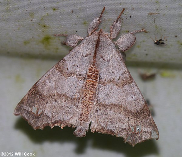 Olceclostera angelica - The Angel